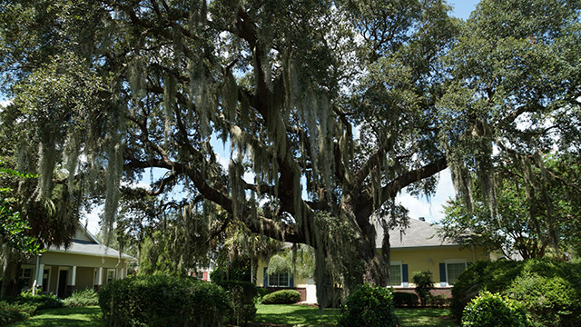 Oak Tree Outside Office