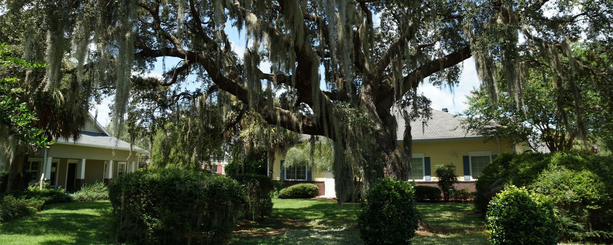 Oak Tree Outside Office